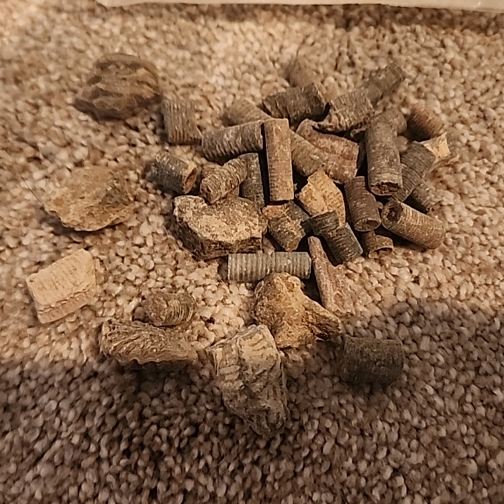 Crinoid Fossils